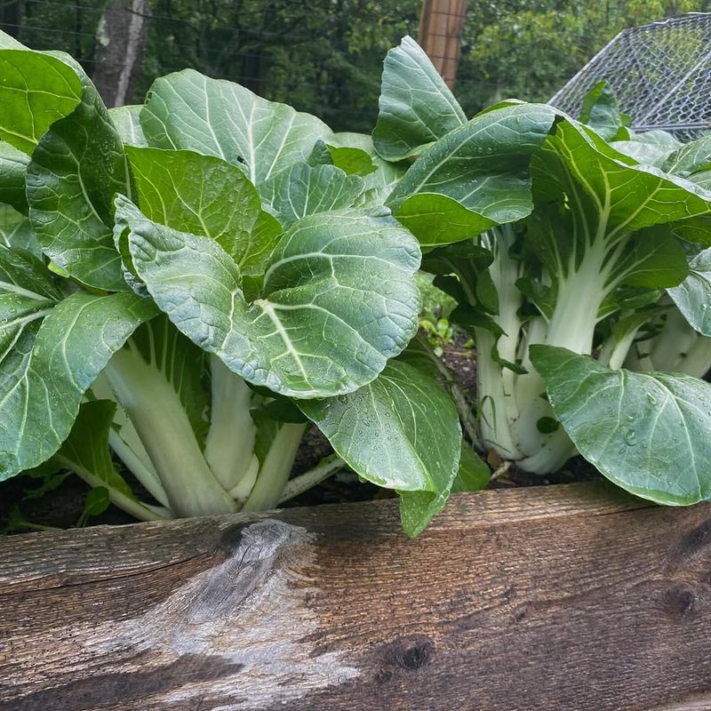 Bok Choy