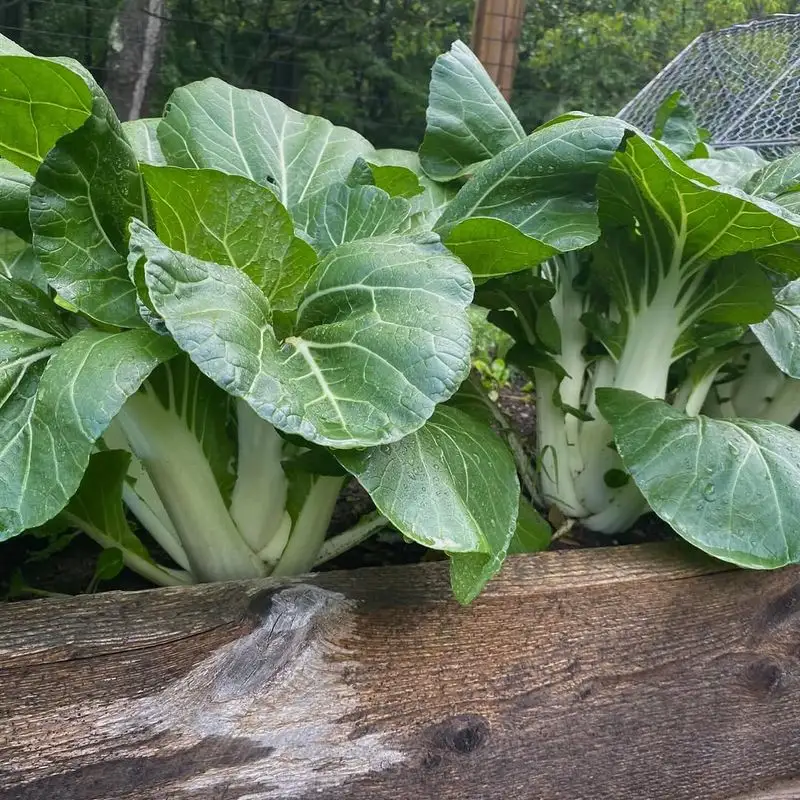 Bok Choy