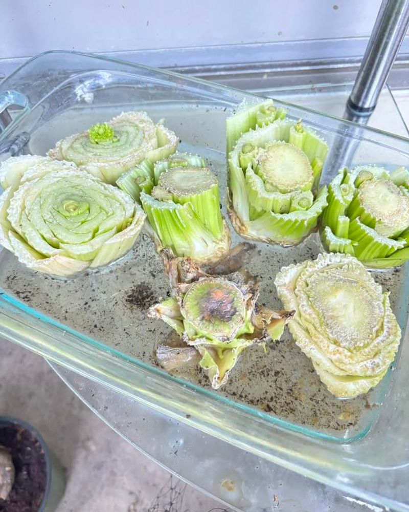 Bok Choy