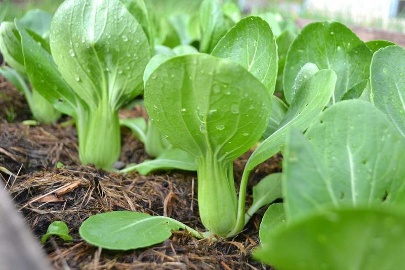 Bok Choy