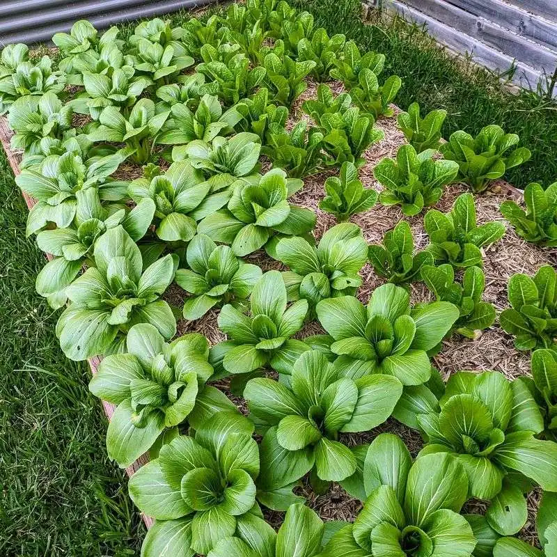 Bok Choy