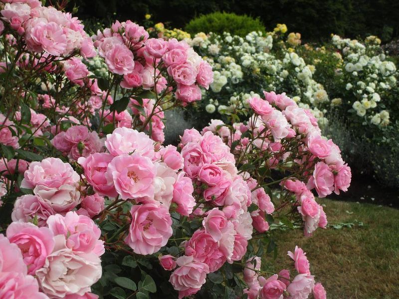 Bonica Rose