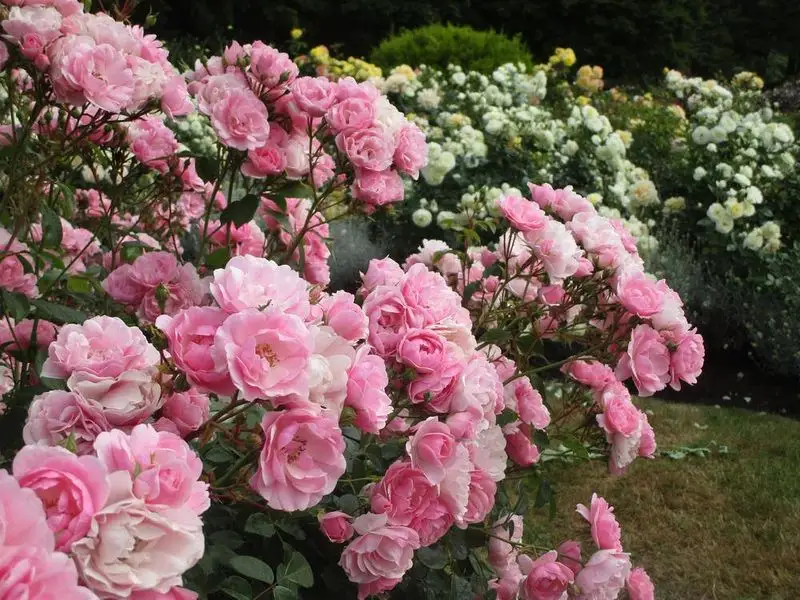 Bonica Rose