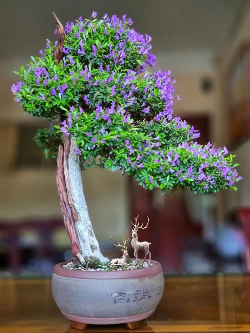 Bonsai Artistry