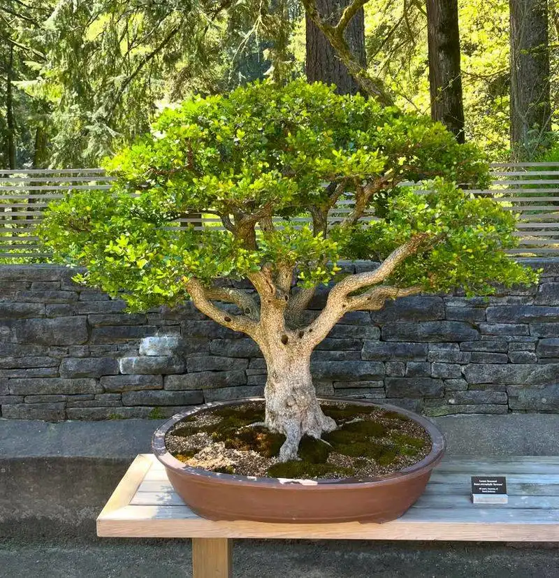 Bonsai Display