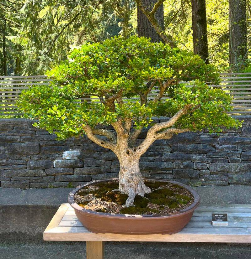 Bonsai Displays