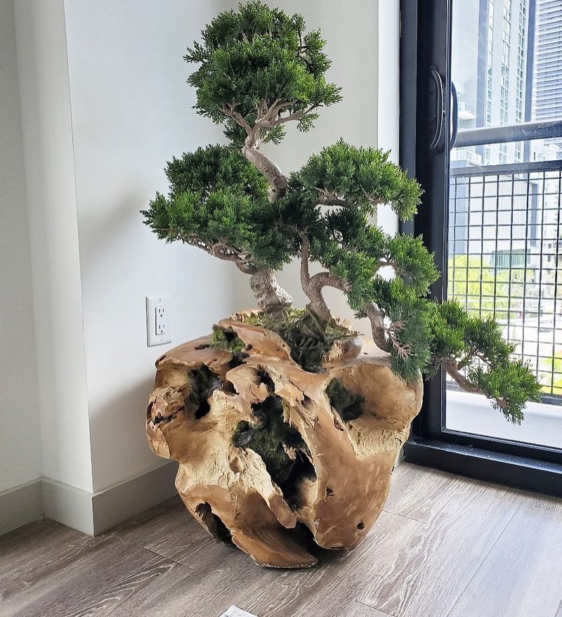 Bonsai Focal Points