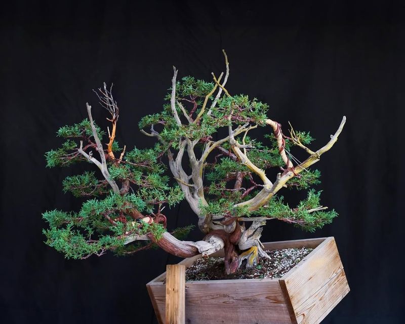 Bonsai Juniper