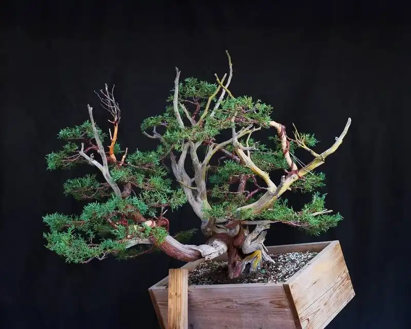 Bonsai Juniper