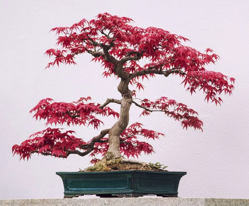 Bonsai Tree