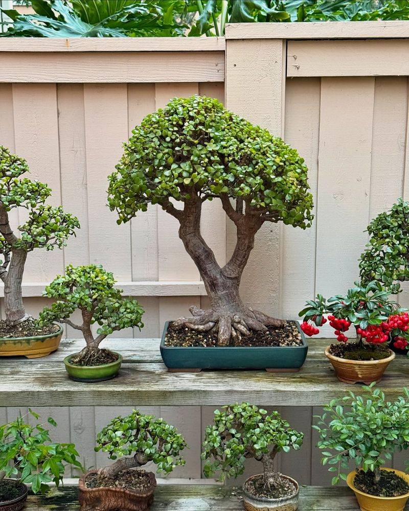 Bonsai Tree