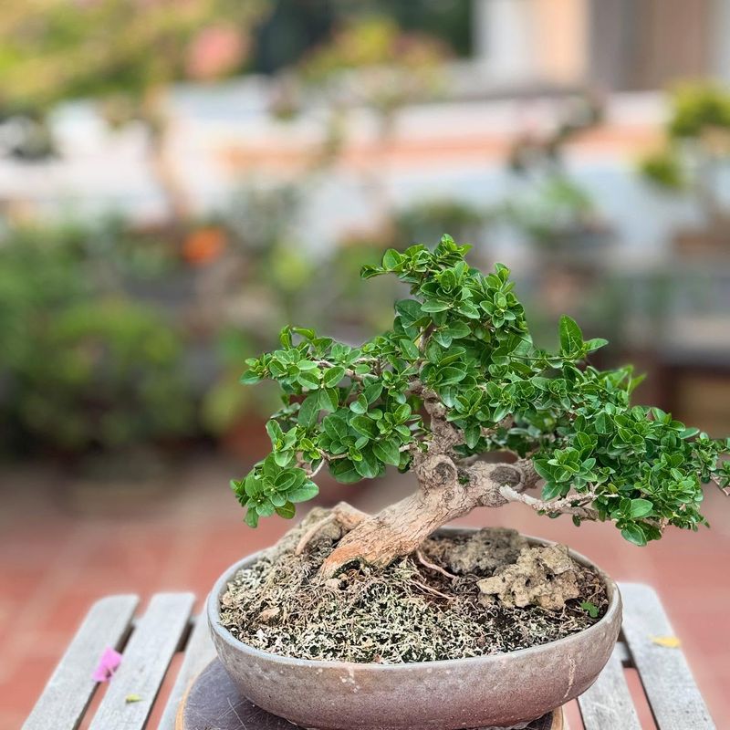 Bonsai Tree