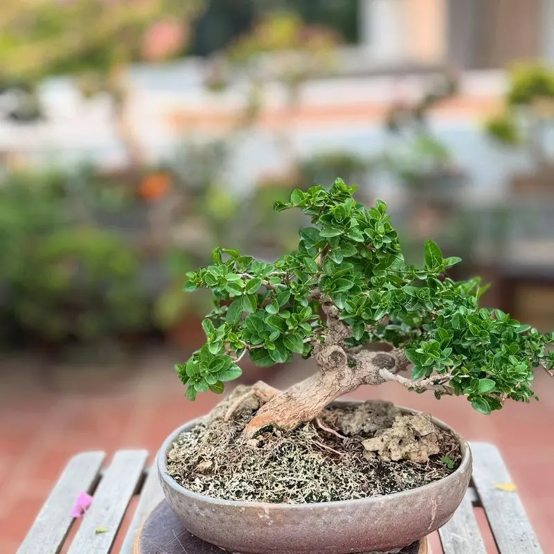 Bonsai Tree