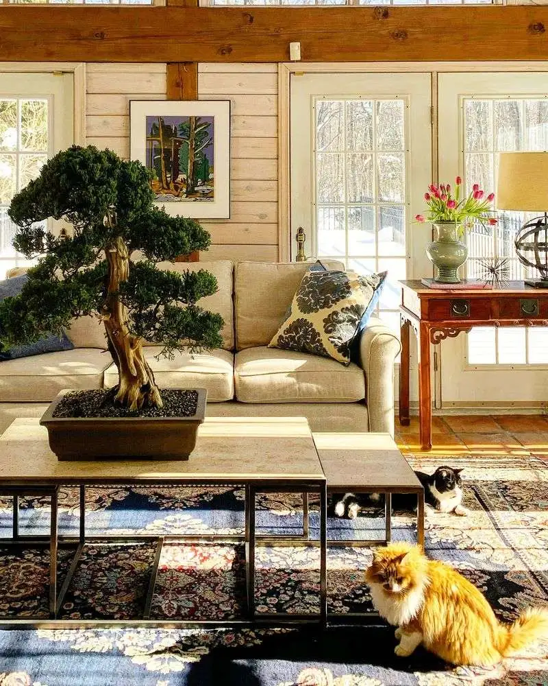Bonsai Trees