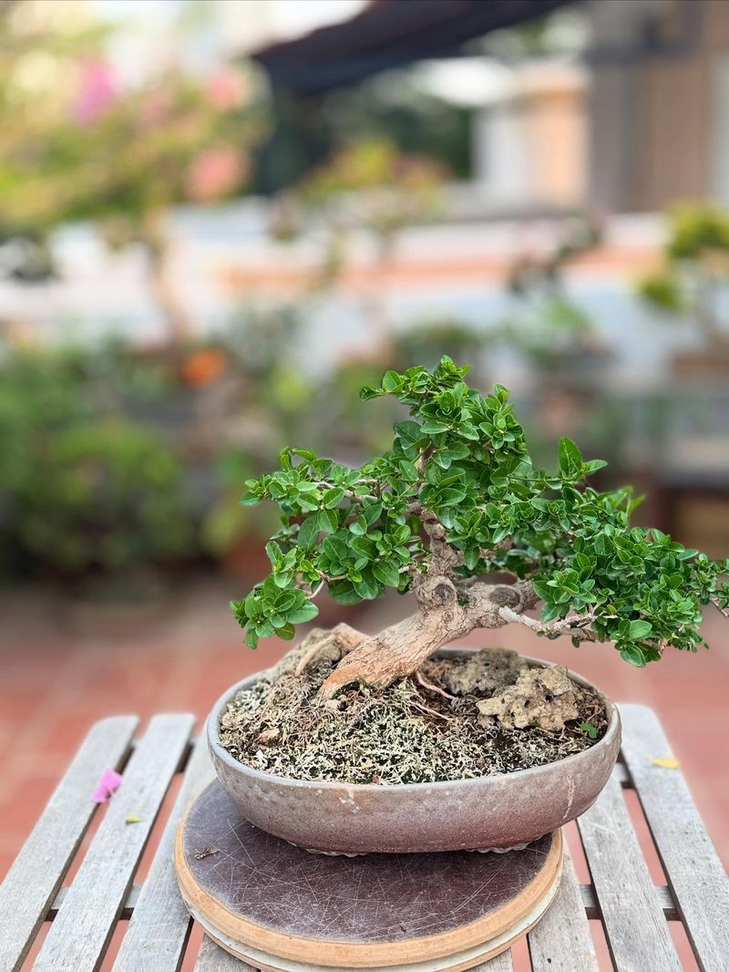 Bonsai Trees