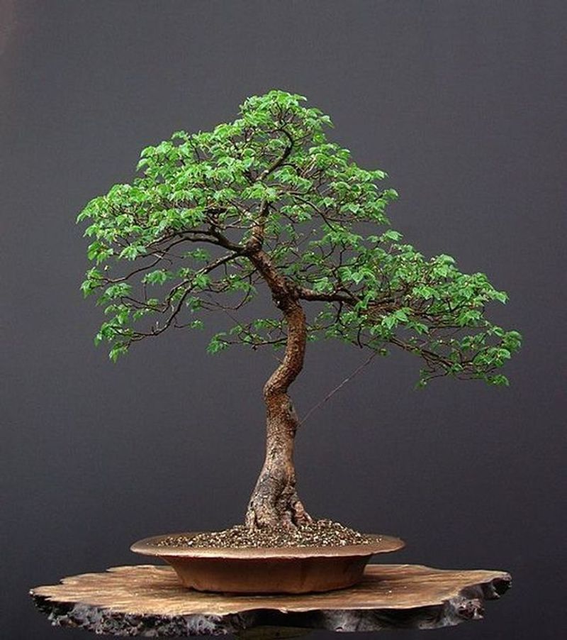 Bonsai Trees