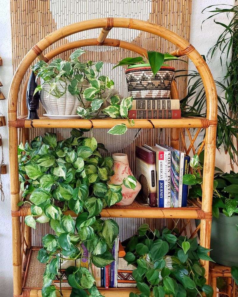 Bookshelf Garden
