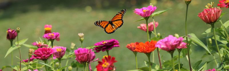 Zinnia