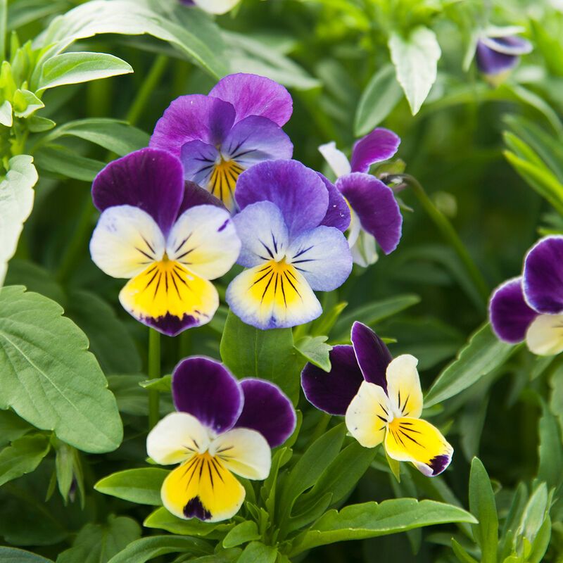 Viola