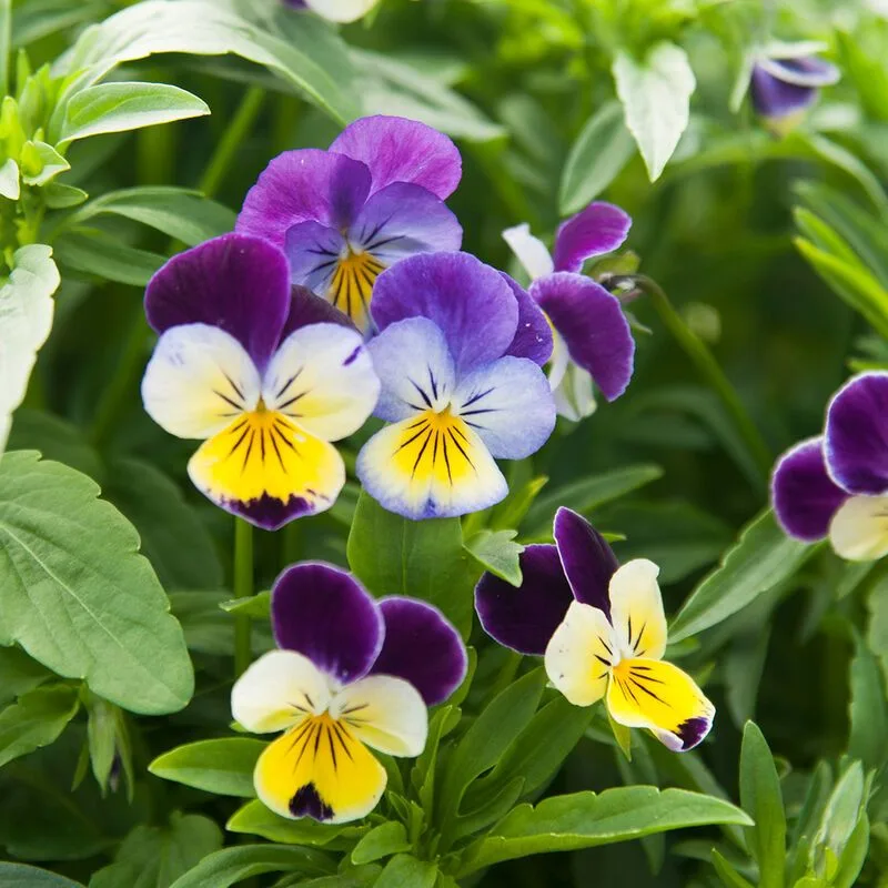 Viola