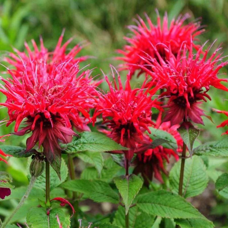 Bee Balm