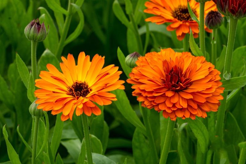 Calendula