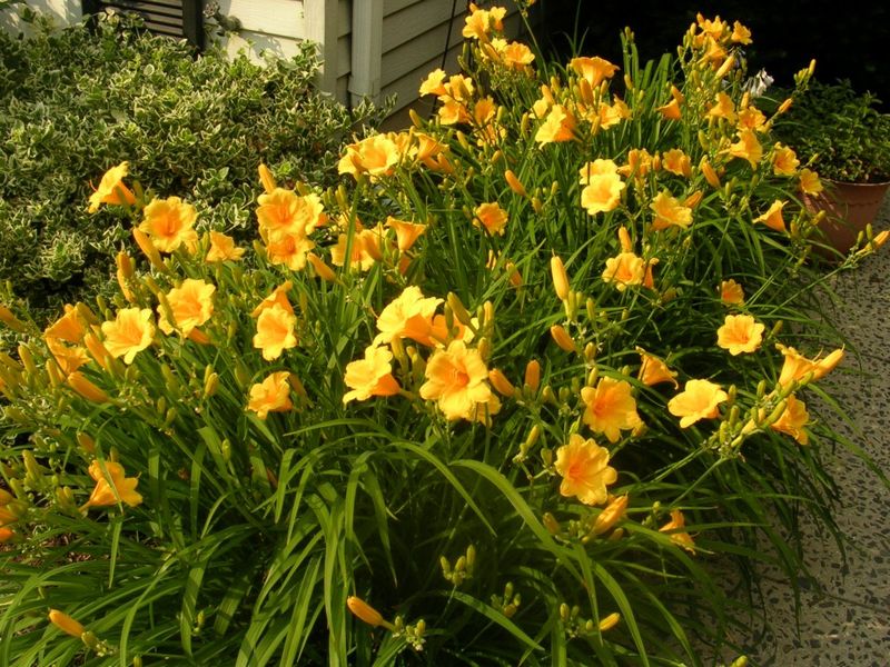 Daylilies