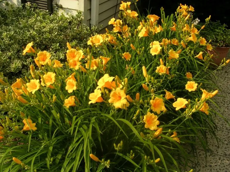 Daylilies