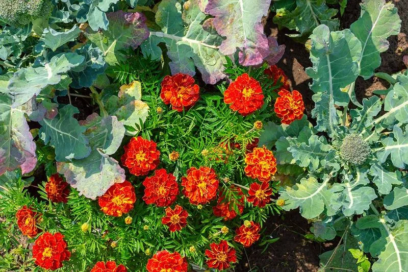 Marigold
