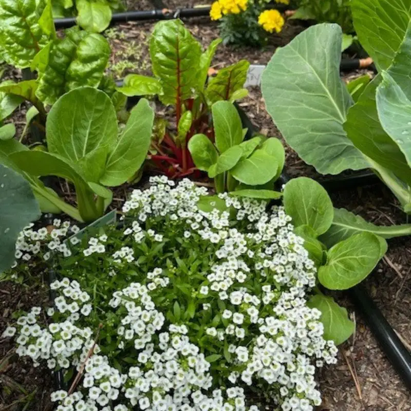 Alyssum