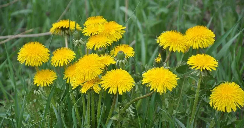 Dandelion
