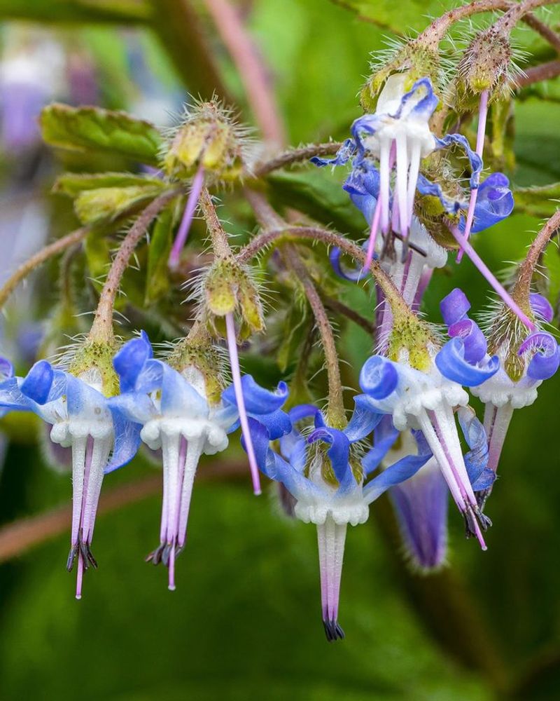 Borage