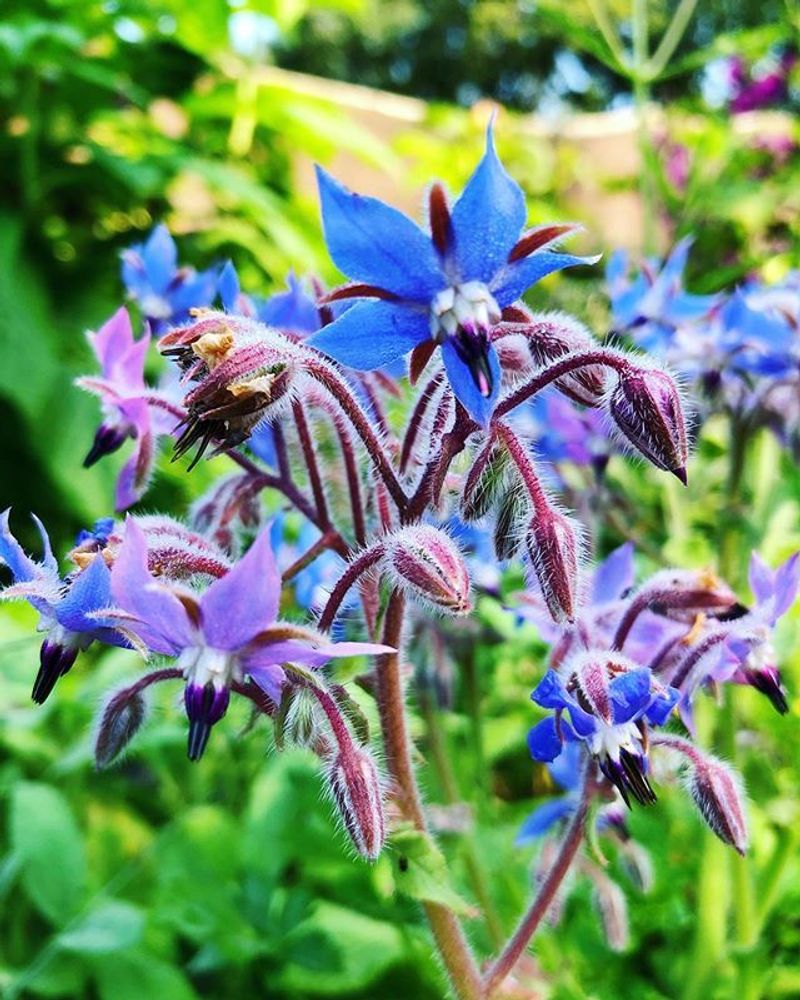 Borage