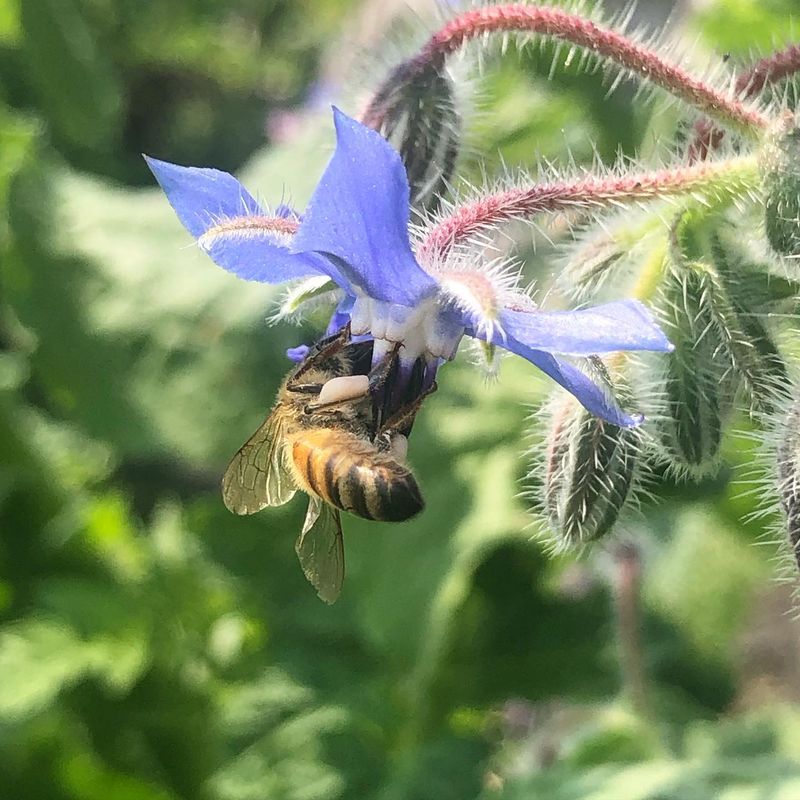Borage