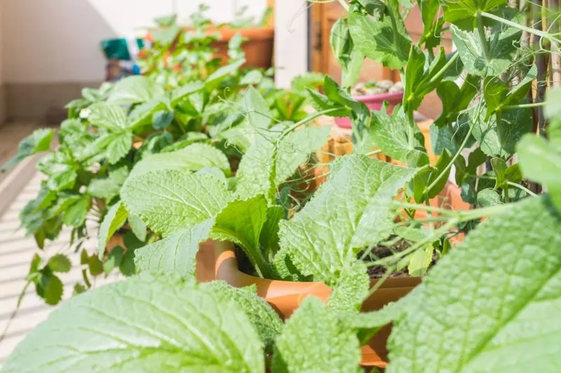 Borage and Strawberries