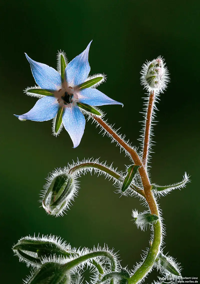 Borage