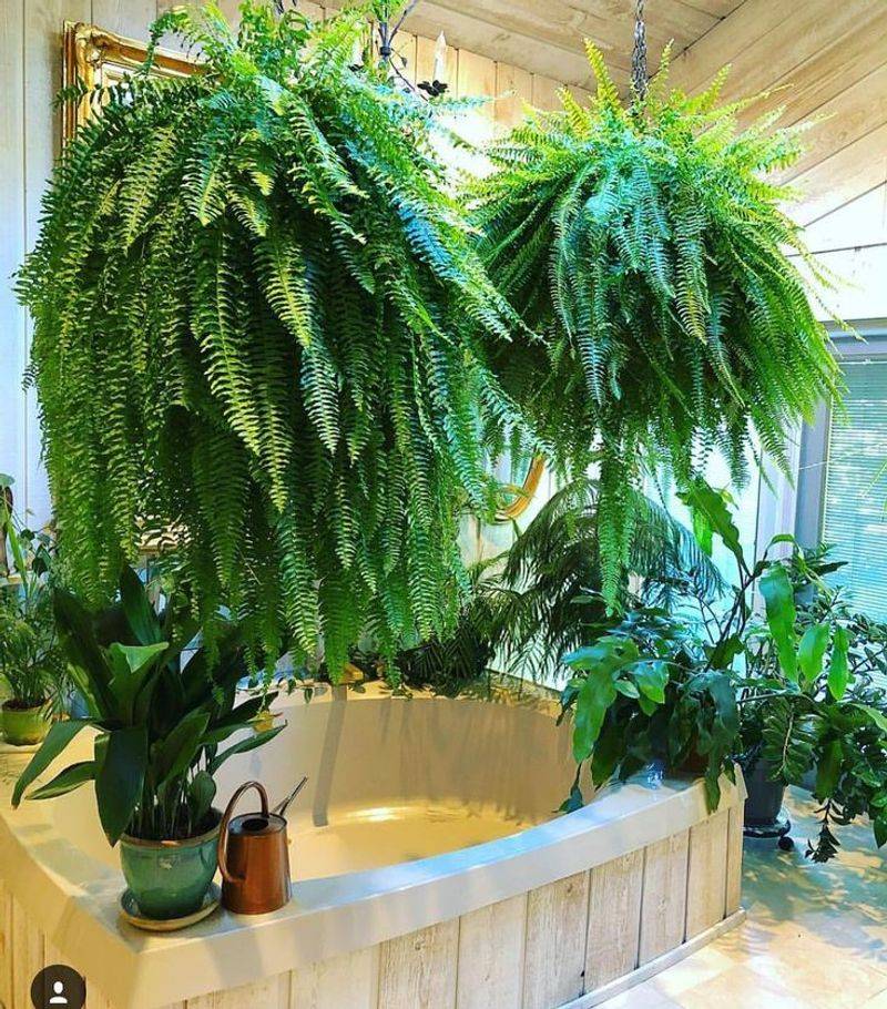 Boston Fern