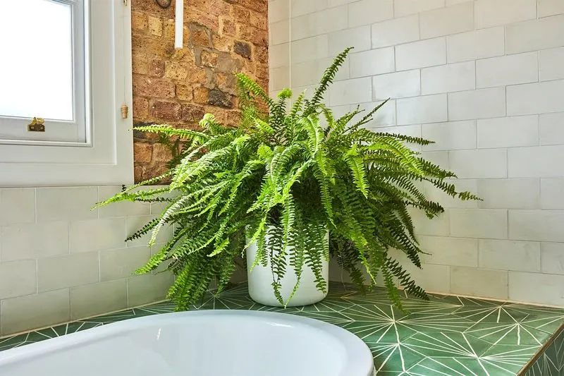 Boston Fern