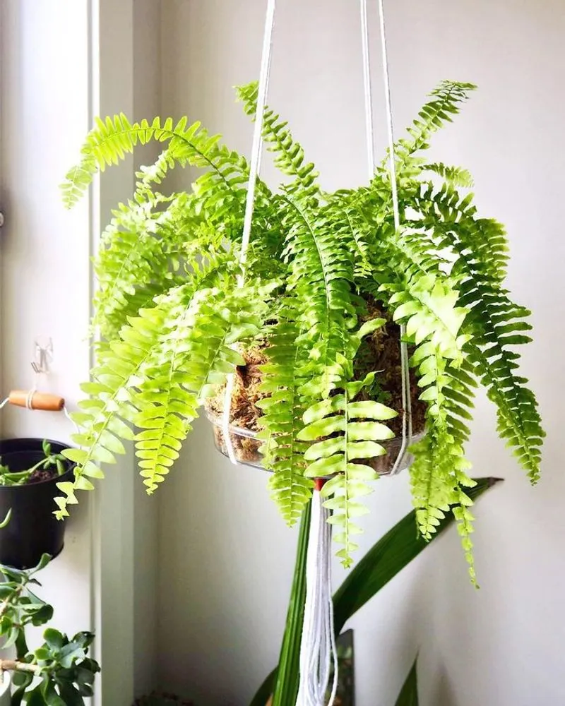 Boston Fern