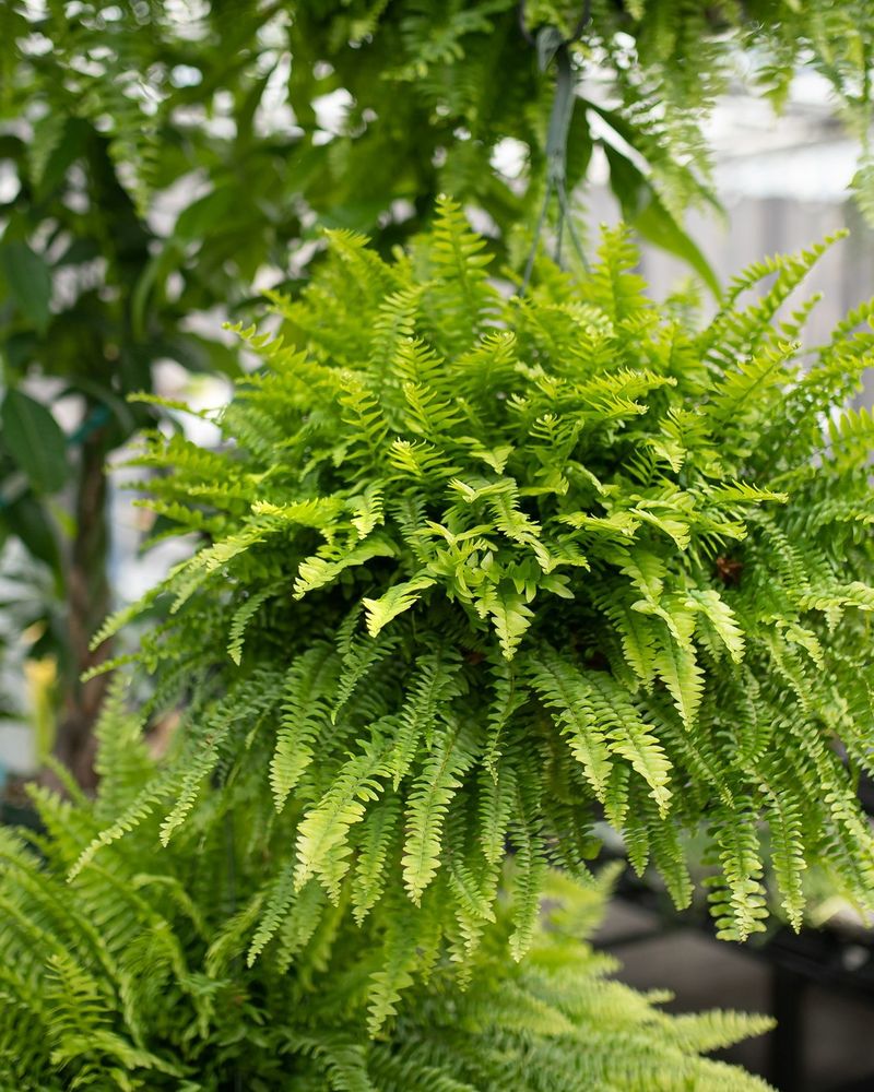 Boston Fern