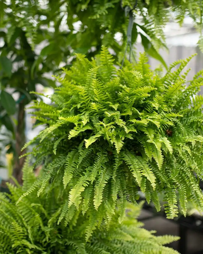 Boston Fern