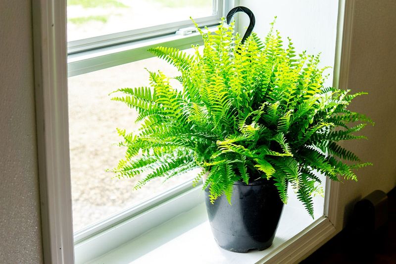 Boston Fern