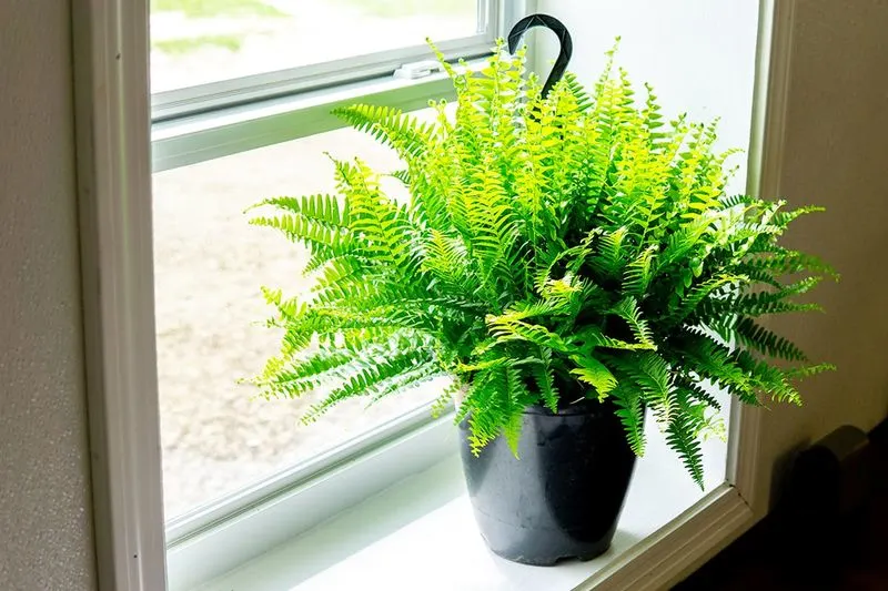 Boston Fern