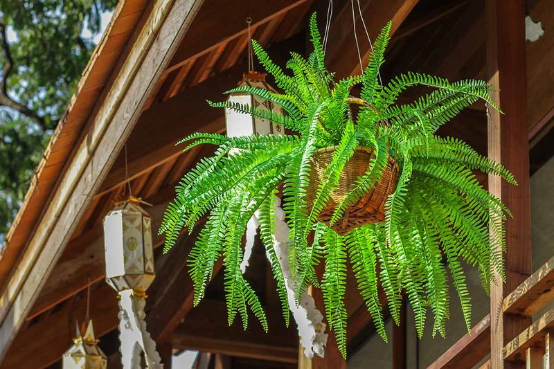 Boston Fern