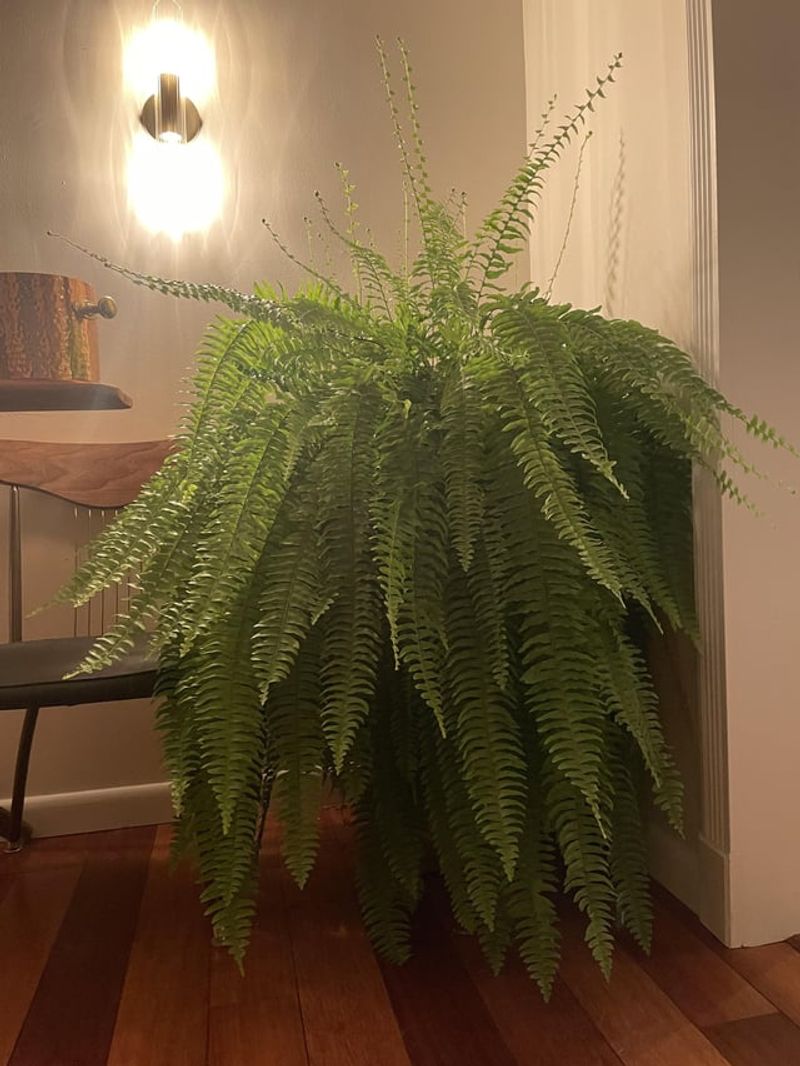 Boston Fern