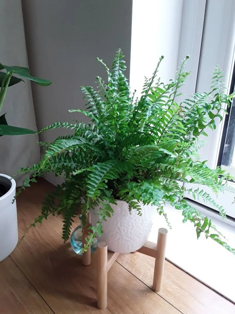 Boston Fern