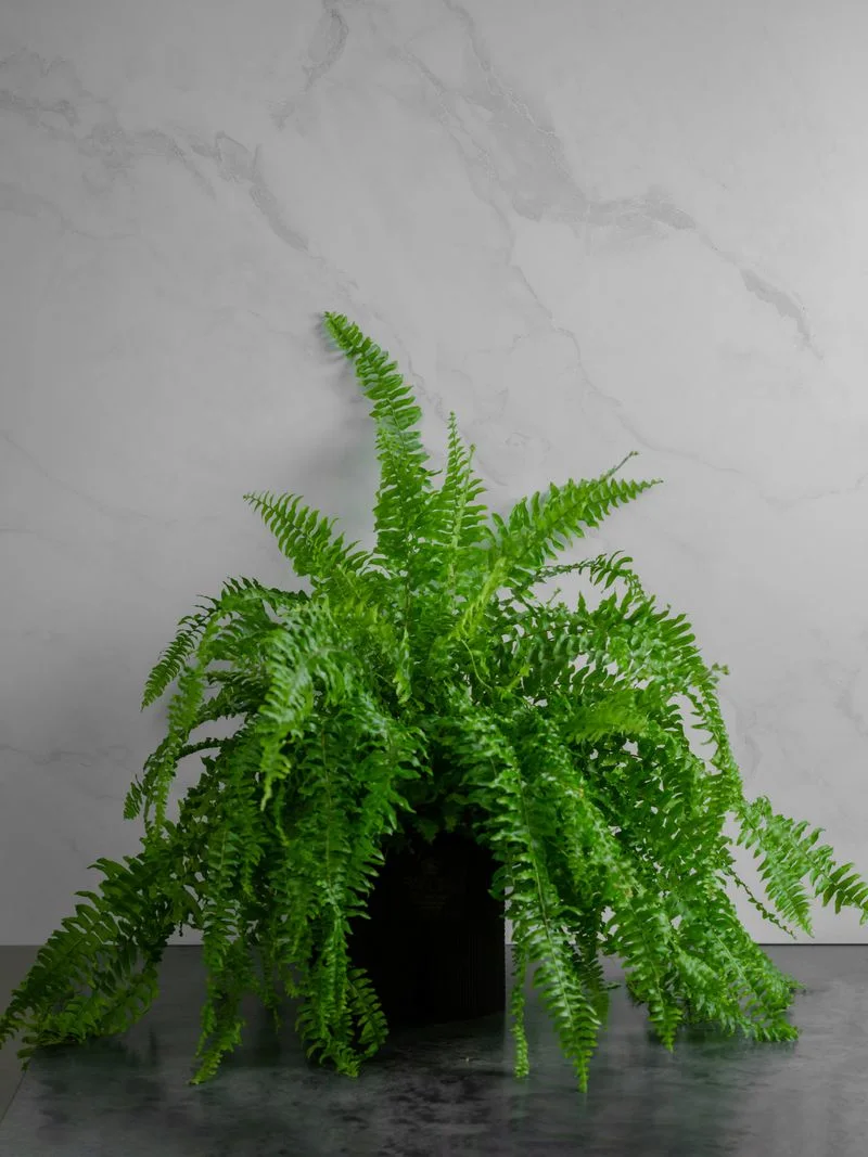 Boston Fern
