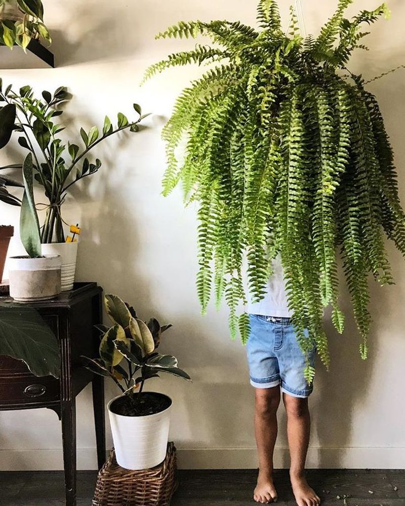 Boston Fern
