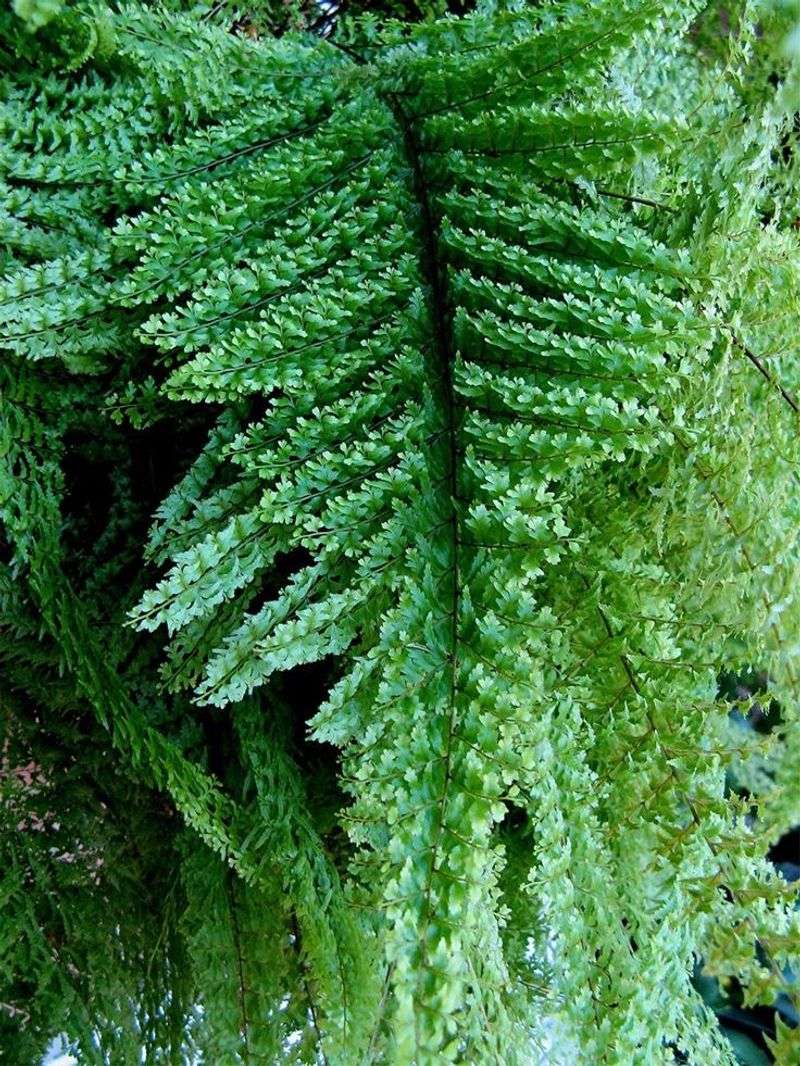 Boston Fern