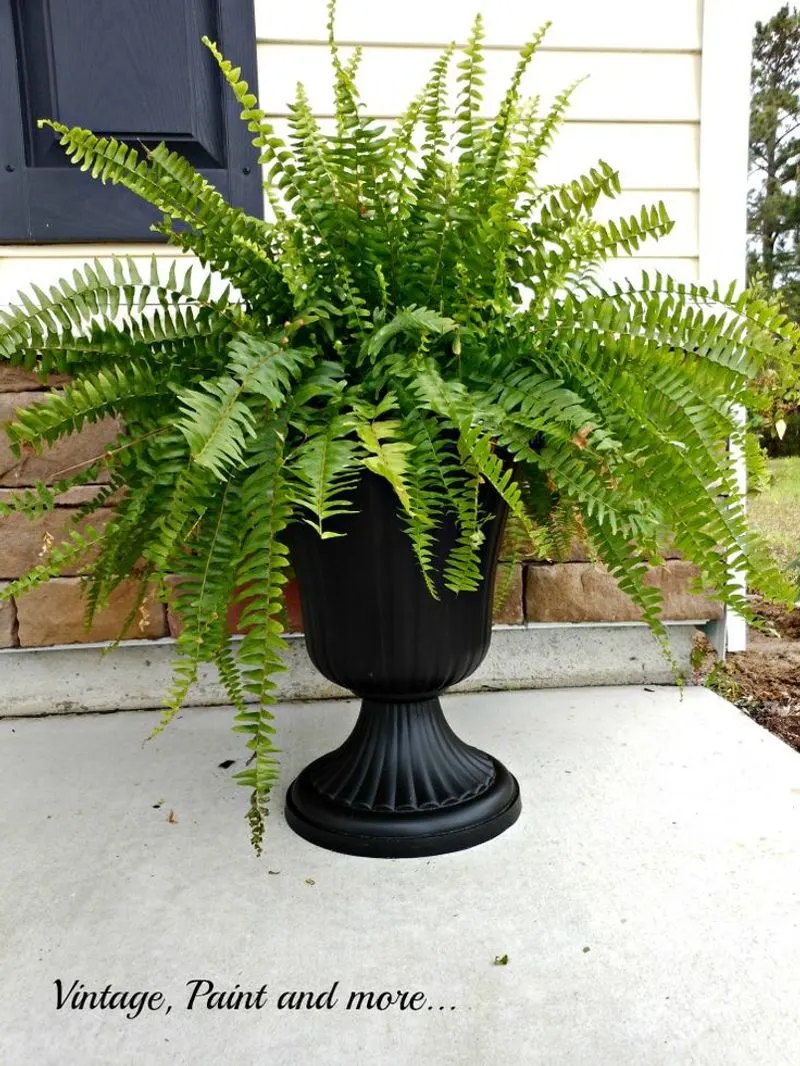 Boston Fern